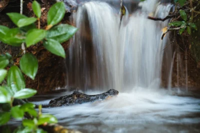 Caiman viaje a Colombia