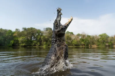 Caiman viaje fotografico Pantanal