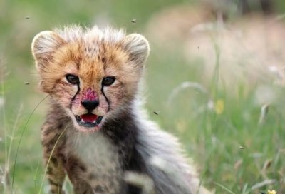 Safari en Tanzania con Kike Arnaiz