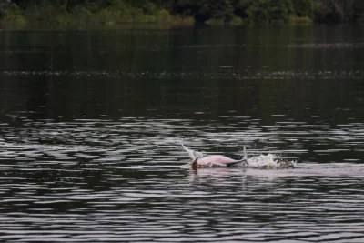 Delfin rosado viaje al amazonas de Colombia