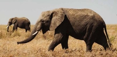 Safari en Tanzania con Kike Arnaiz