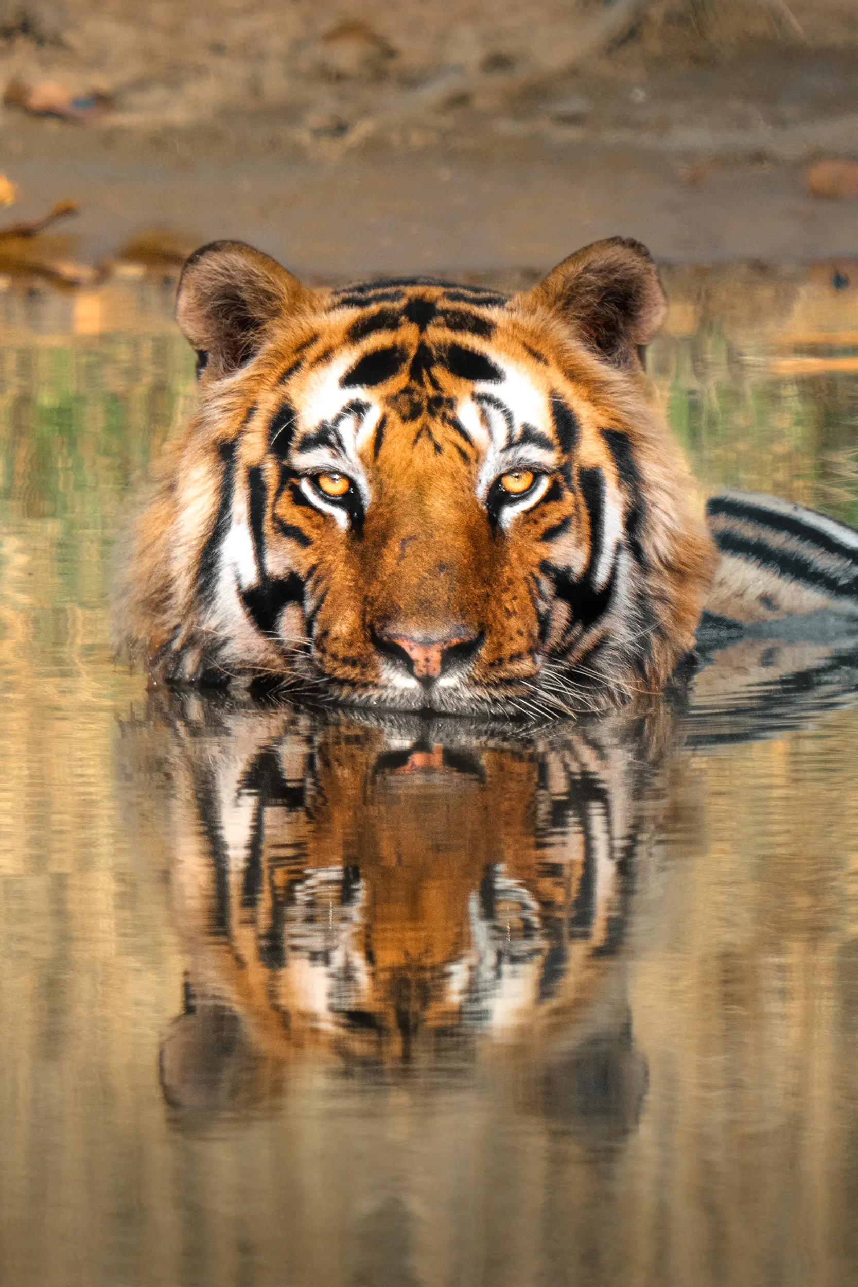 Safari de Tigres en India con Kike Arnaiz