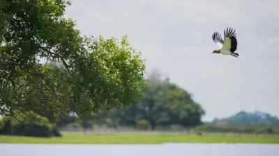 Fauna de Colombia viaje