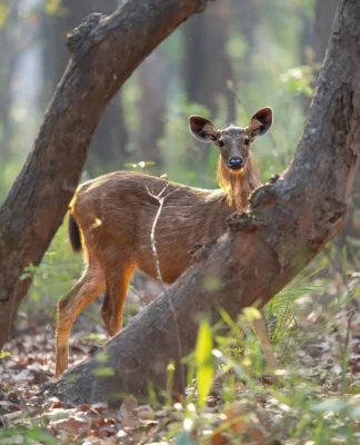Fauna de India safari