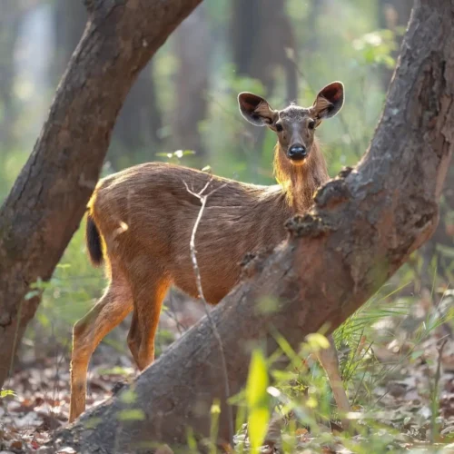 Fauna de India safari