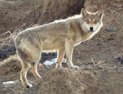 Fauna del Himalaya viaje organizado