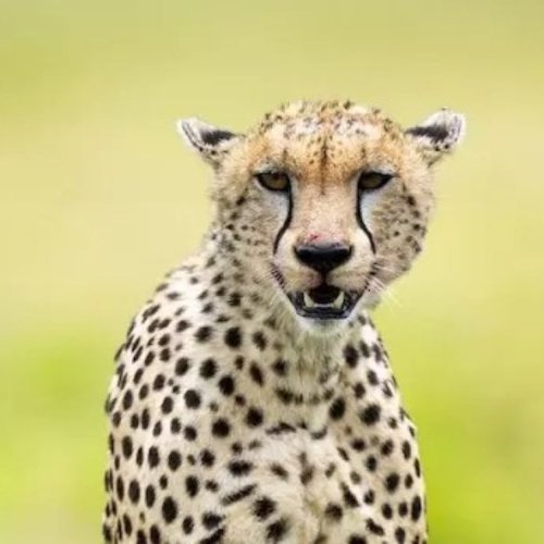 Donde ver geopardos en Tanzania