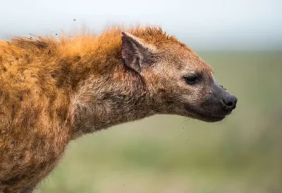 Hienas safari en Tanzania