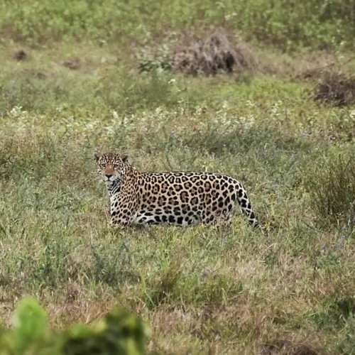 Jaguar en los llanos de Colombia