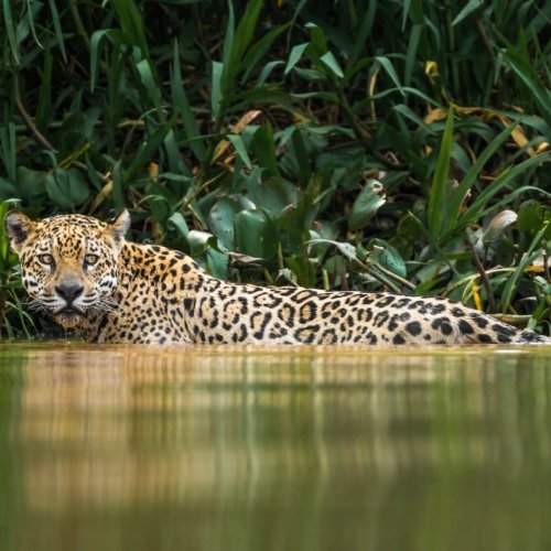 Jaguar viaje fotografico al Pantanal