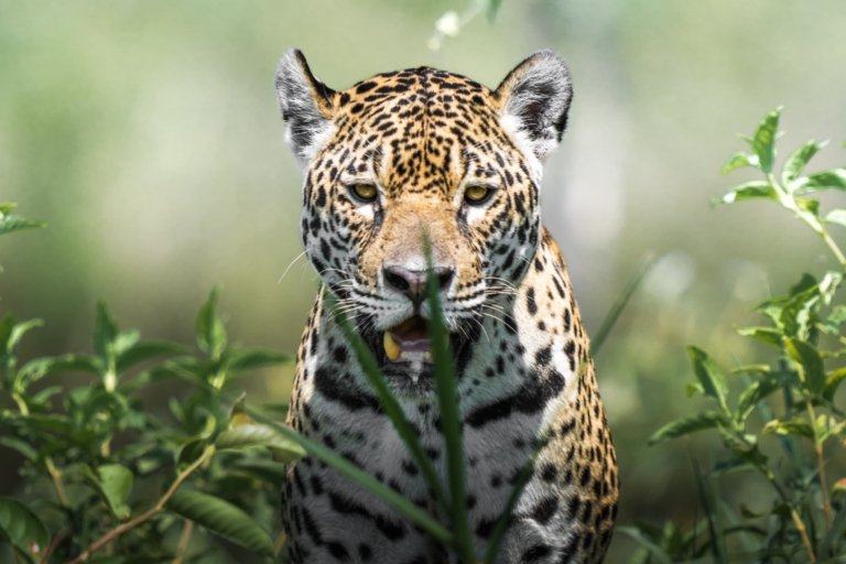 Safari de Jaguares en el Pantanal de Brasil