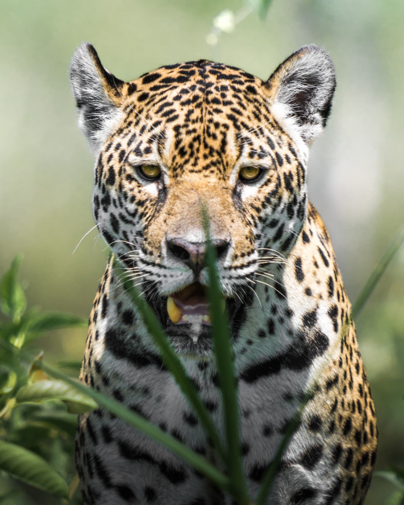 Safari de Jaguares en el Pantanal de Brasil
