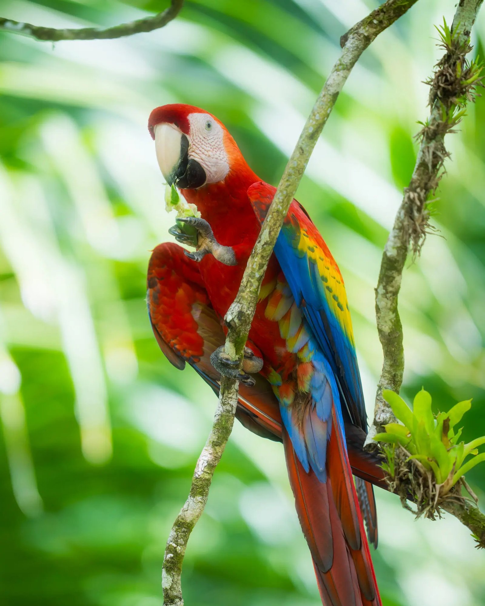 Viaje a Corcovado Costa Rica