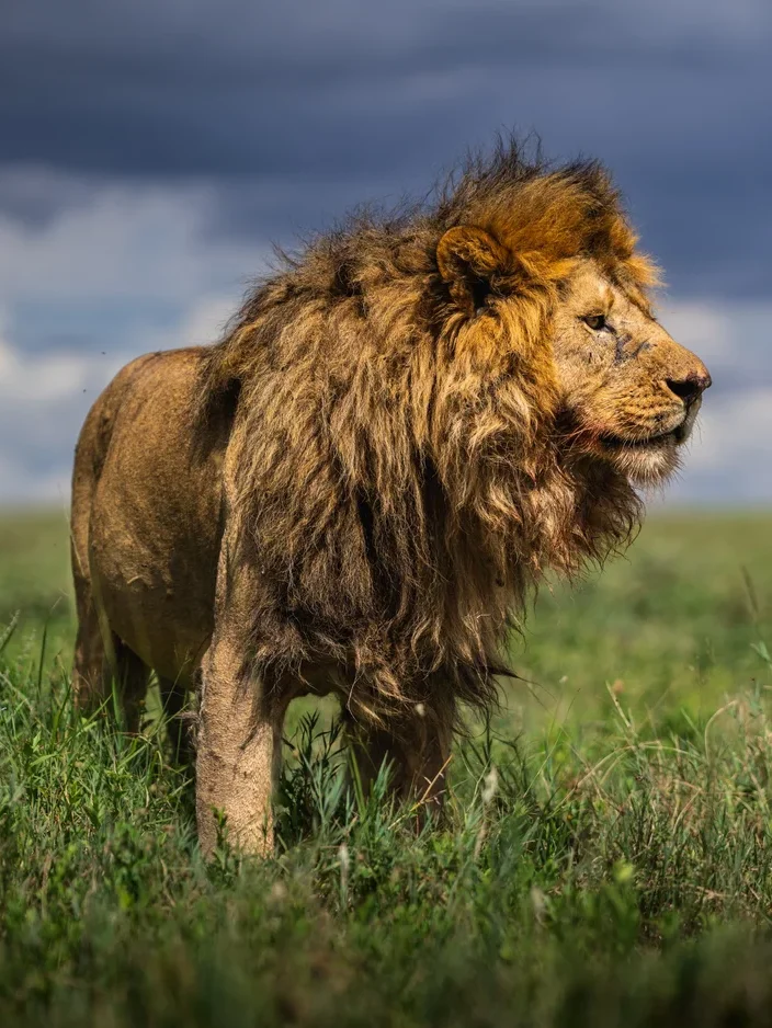 leon-viaje-a-tanzania