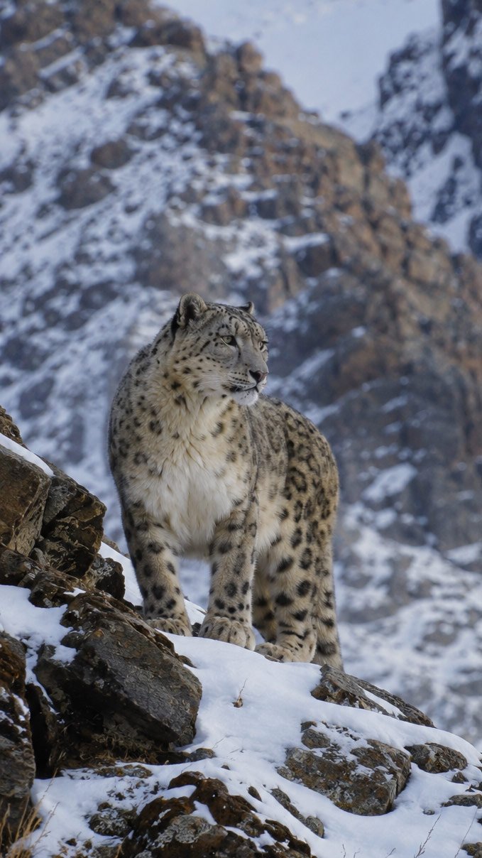 leopardo de las nieves