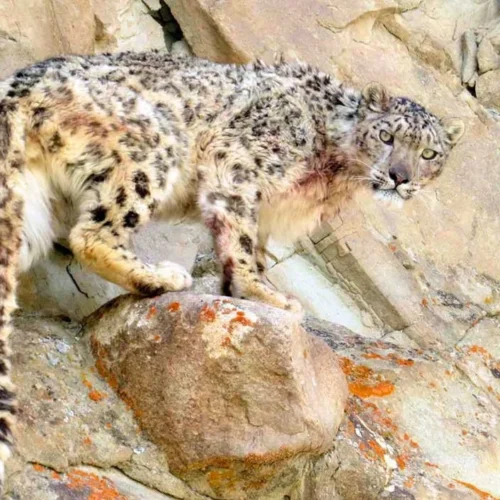 Leopardo de las nieves viaje