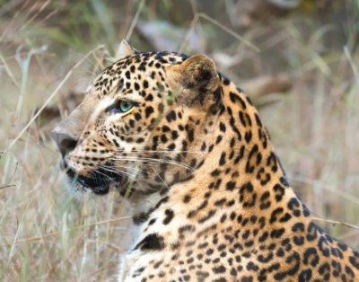 Leopardo en India safari