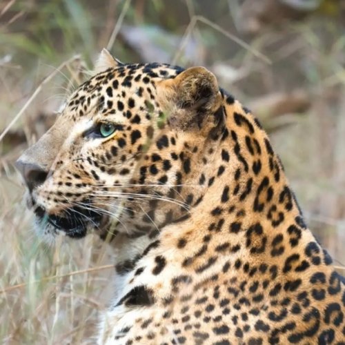 Leopardo en India safari