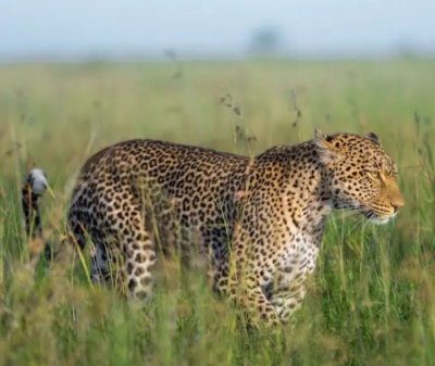 Safari en Tanzania con Kike Arnaiz