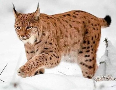 Lince Himalaya viaje fotografico