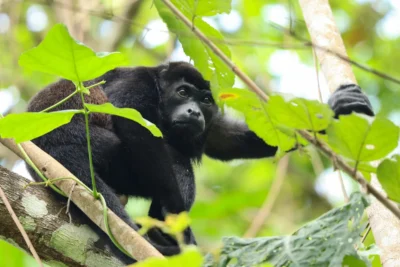 Viaje a Costa Rica mono aullador