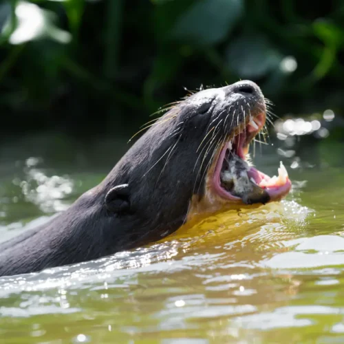 Nutria gigante en el Pantanal de Brasil
