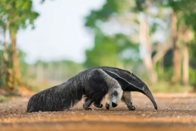 Oso hormiguero gigante, expedicion en el Pantanal de Brasil