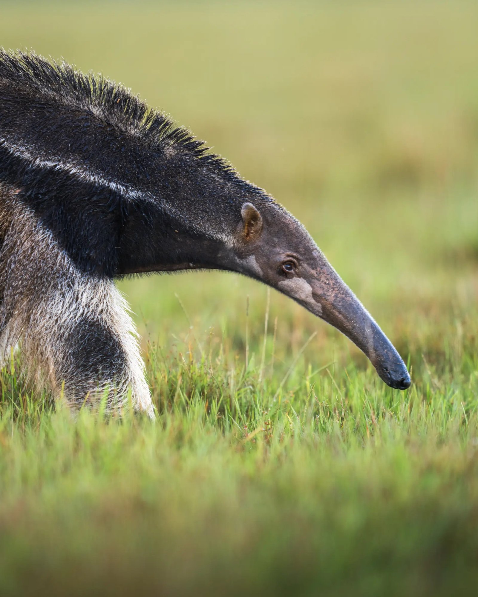 Safari en Colombia: Llanos del Orinoco y Fauna