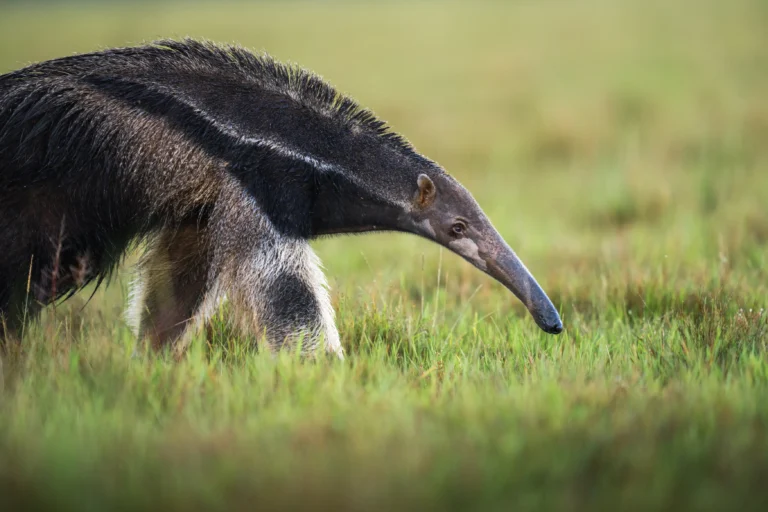 Safari en Colombia: Llanos del Orinoco y Fauna