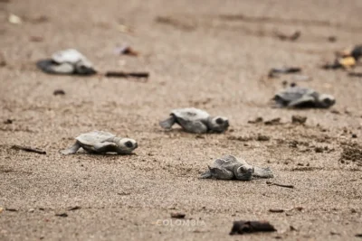 Avistamiento de fauna en el Pacifico Colombiano