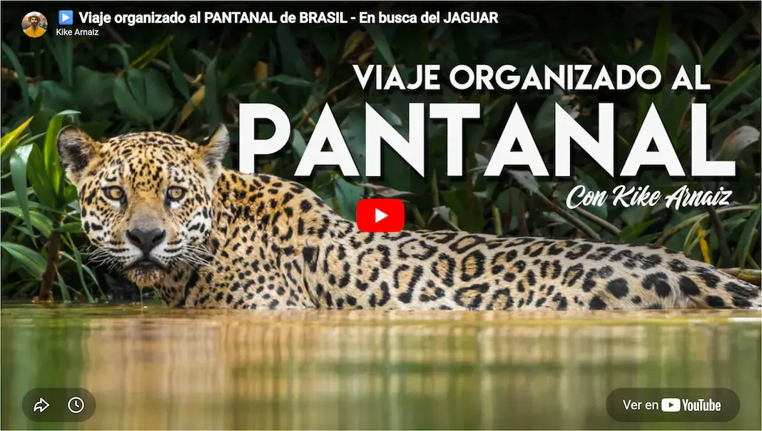 Viaje al Pantanal con Kike Arnaiz Youtube