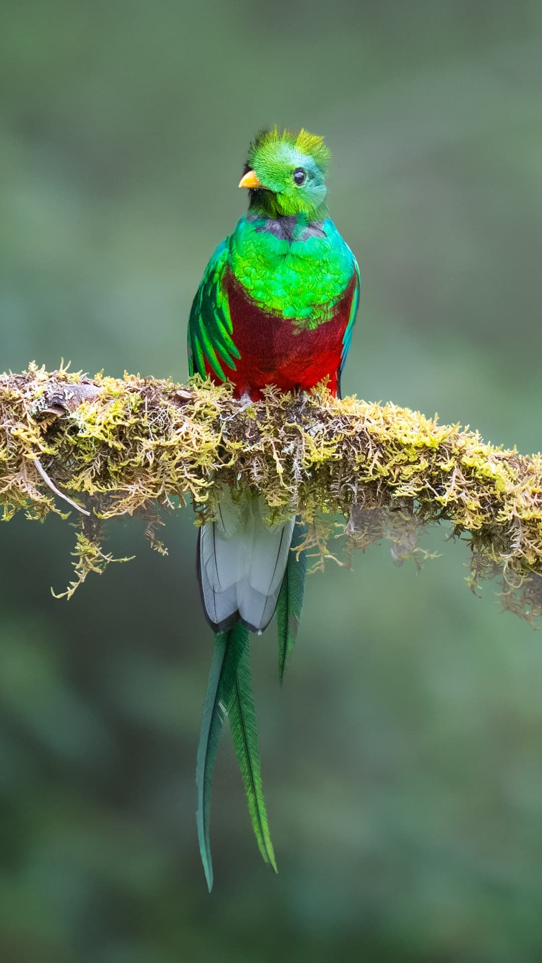 Viaje a Costa Rica: Ruta completa de naturaleza y fauna