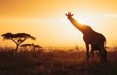 Safari en Tanzania con Kike Arnaiz