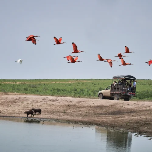 Safari llanero en Colombia