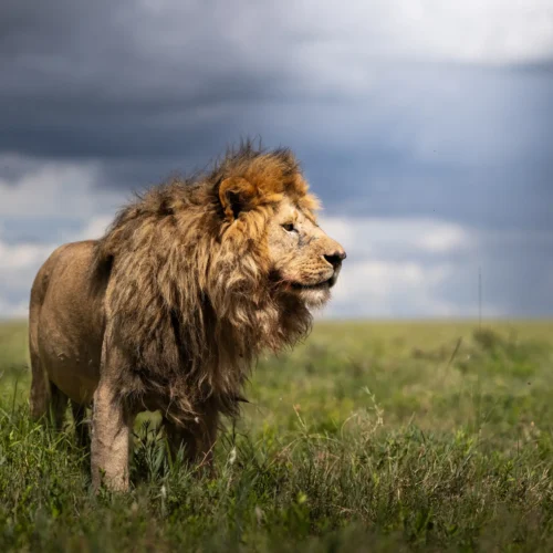 Safari en Tanzania con Kike Arnaiz