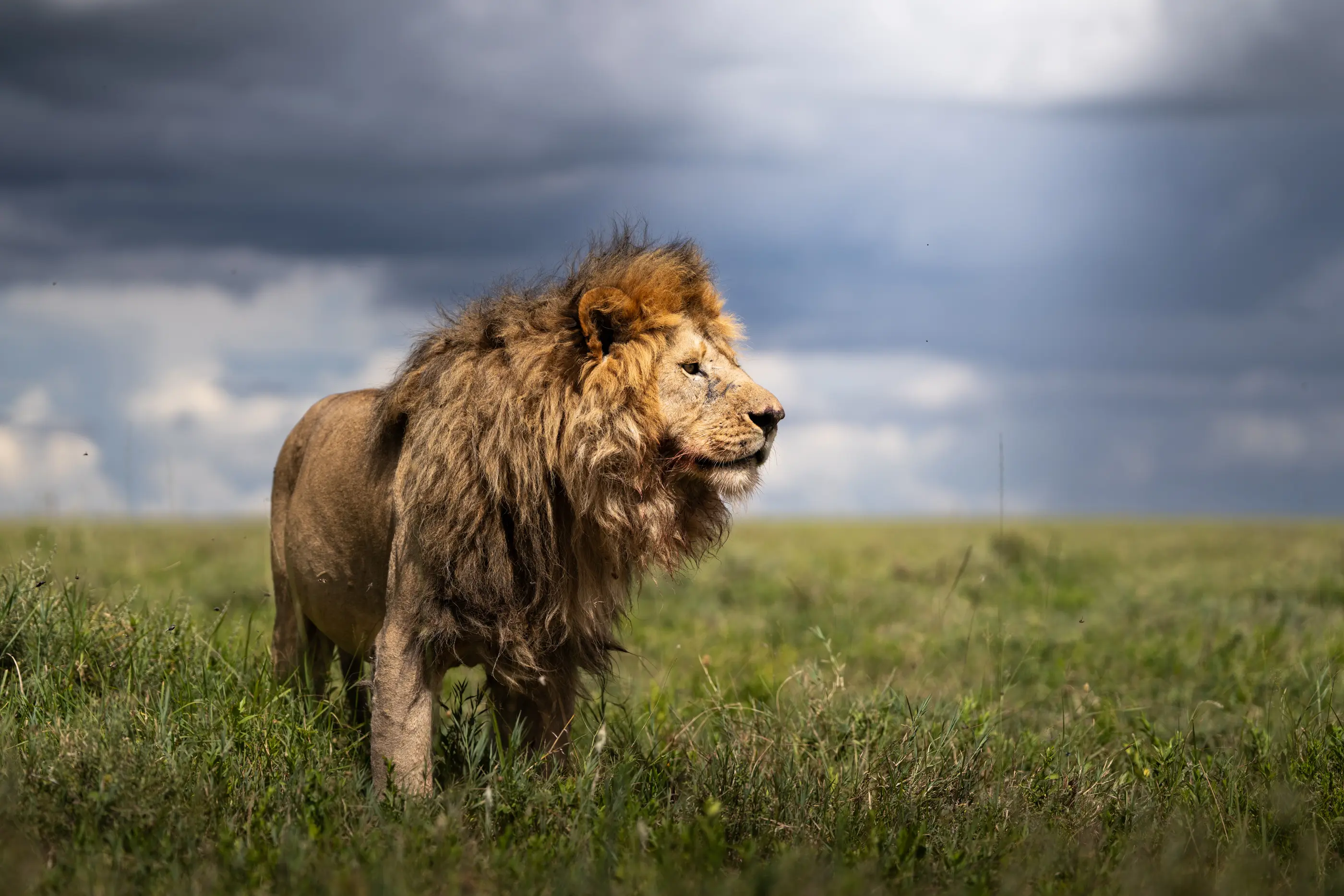Safari en Tanzania con Kike Arnaiz