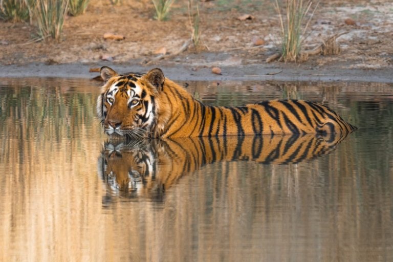 Safari de Tigres en India con Kike Arnaiz