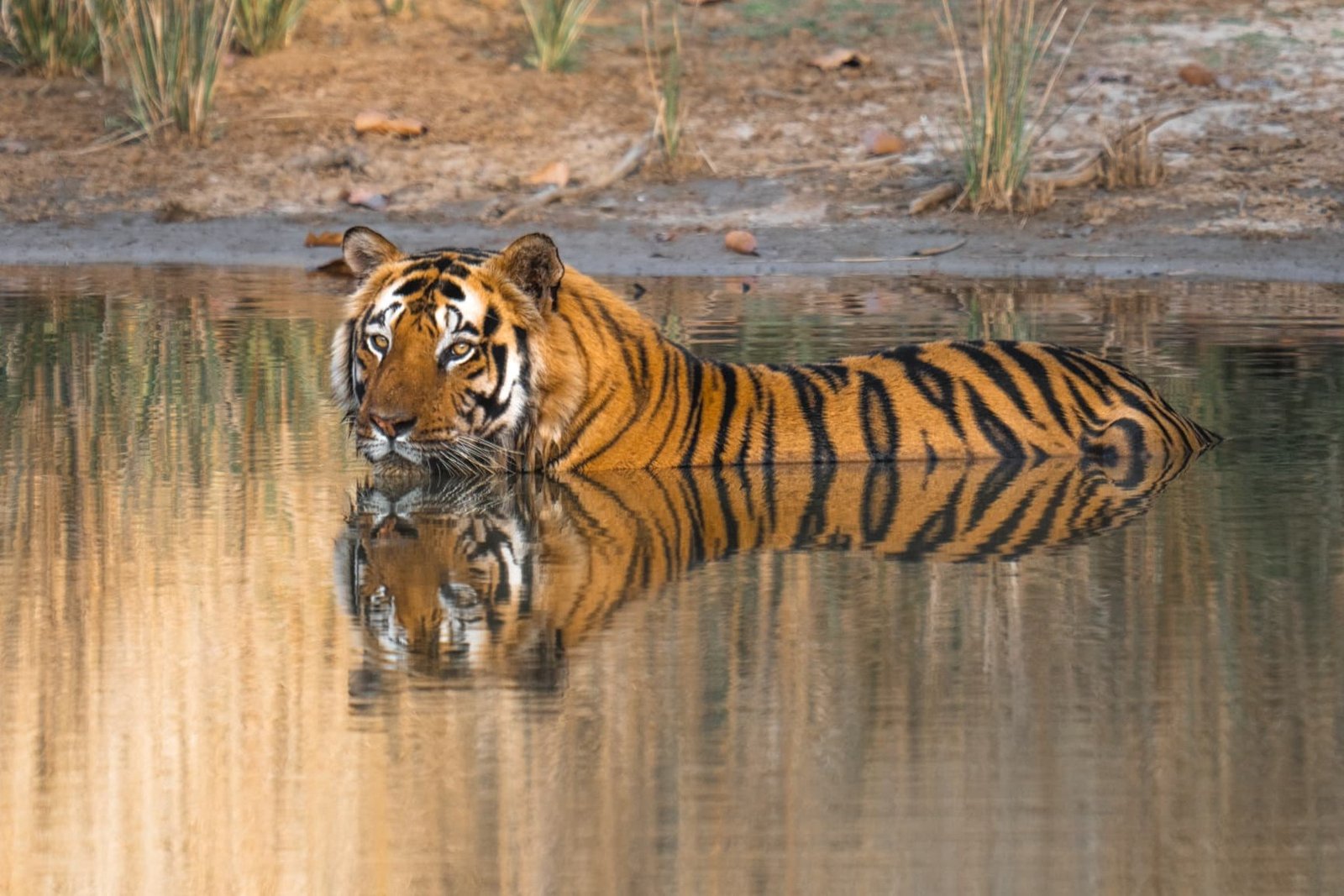 Safari de Tigres en India con Kike Arnaiz