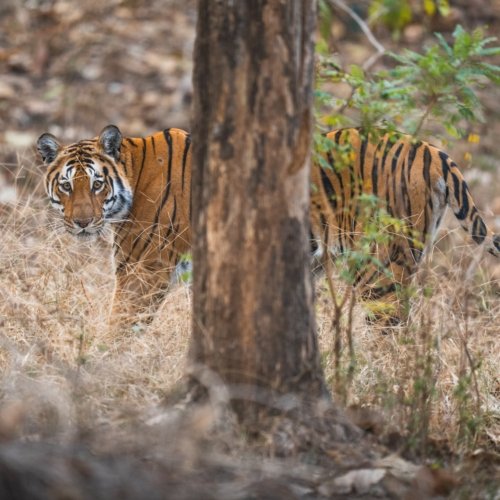 Safari de Tigres en India Salvaje
