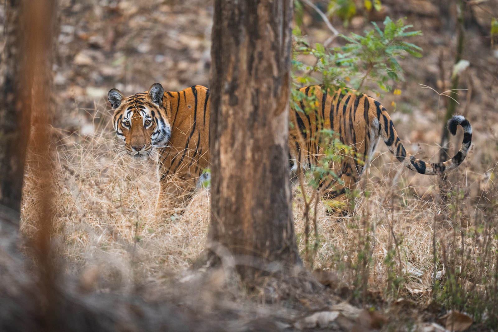 Safari de Tigres en India Salvaje