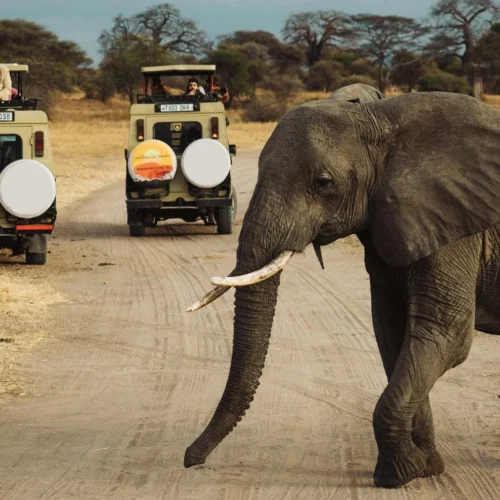 Safaris y fauna en Tanzania