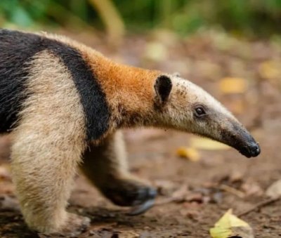 Tamandua en Parque Nacional Corcovado viaje
