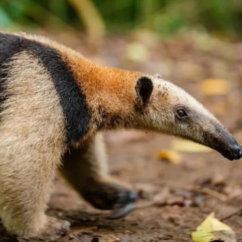 Tamandua en Parque Nacional Corcovado viaje