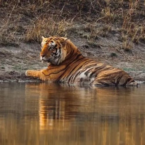 Tigre en India viaje fotografico