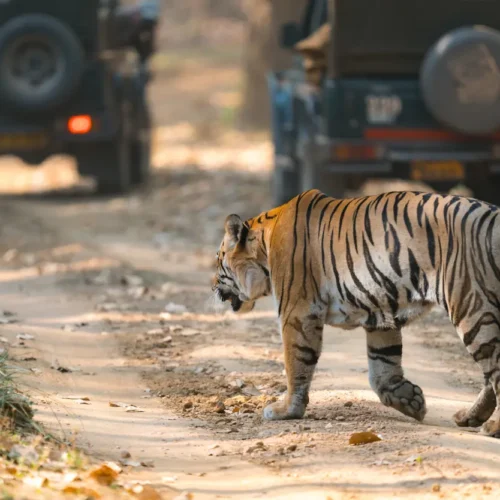 Safari en busca del tigre