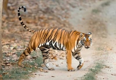 Tigres India donde ver