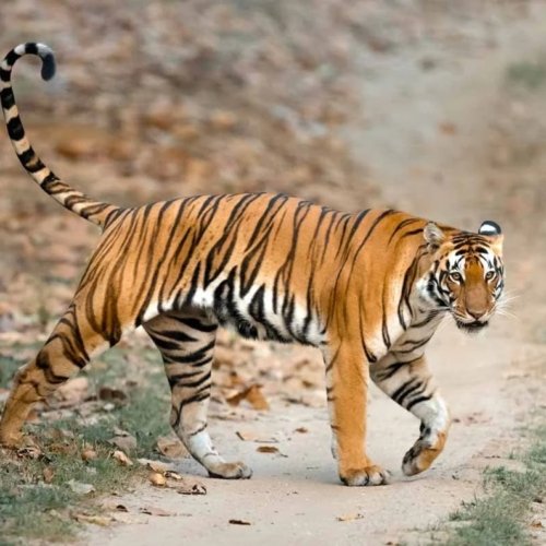 Tigres India donde ver