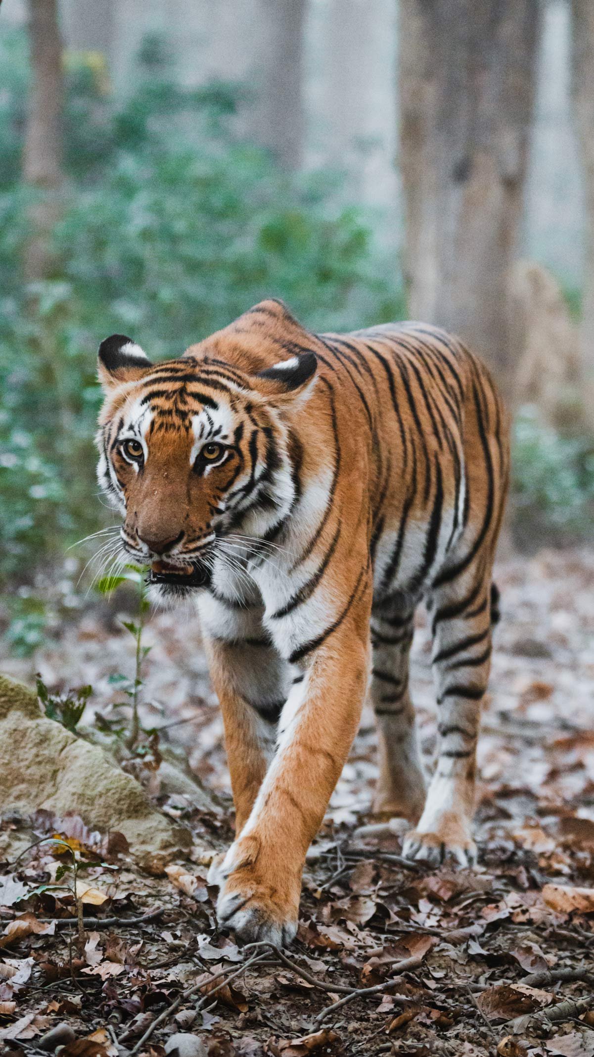 safari de tigres en India