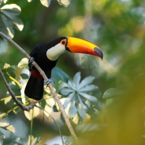 Tucan viaje al Pantanal, Brasil