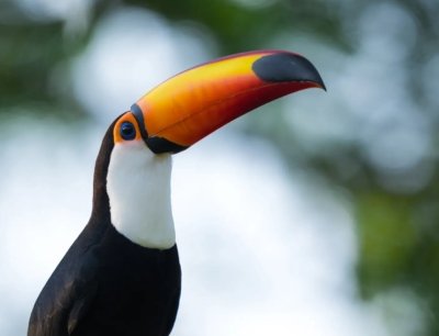 Fauna de Pantanal, Brasil viaje